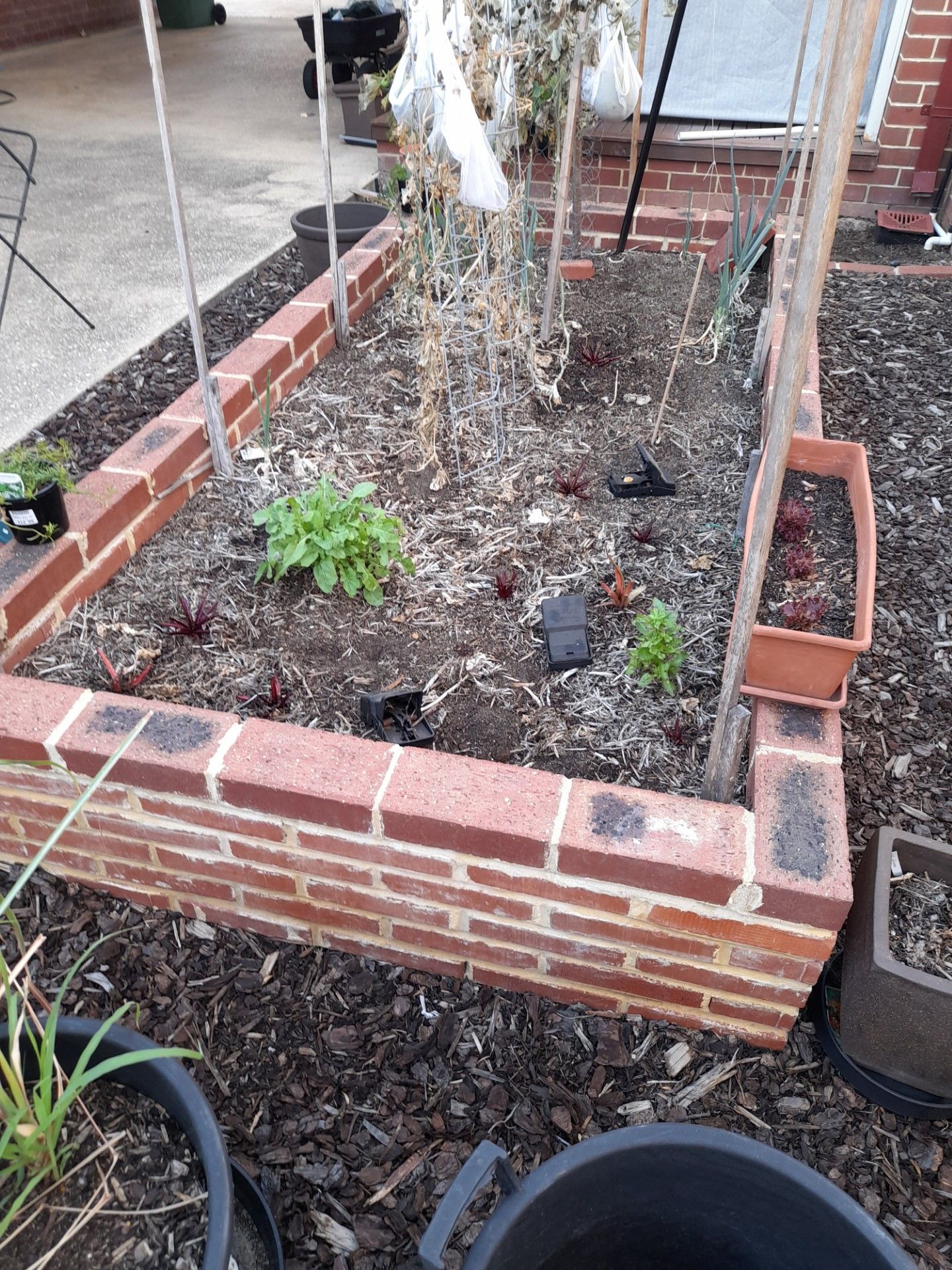How to ratproof a garden bed? Bunnings community