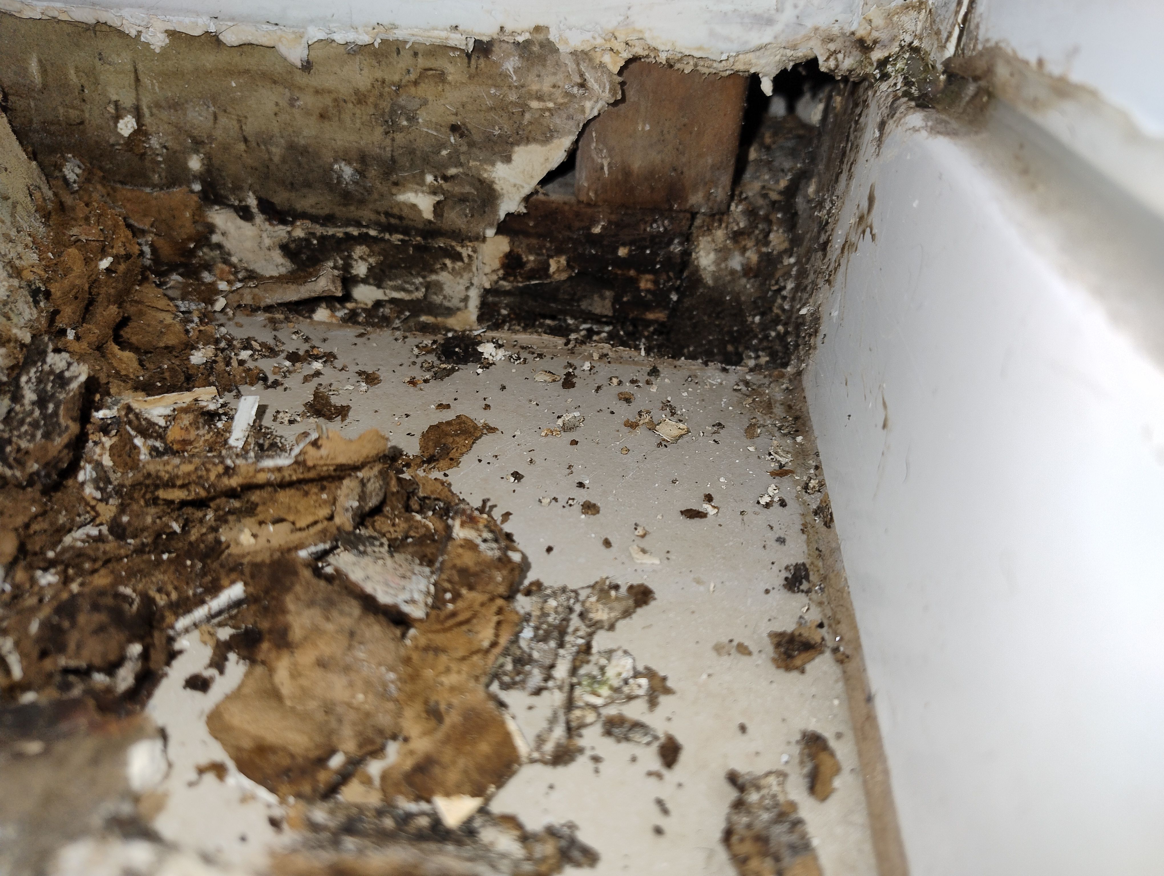 How to fix wood rot near shower? Bunnings community