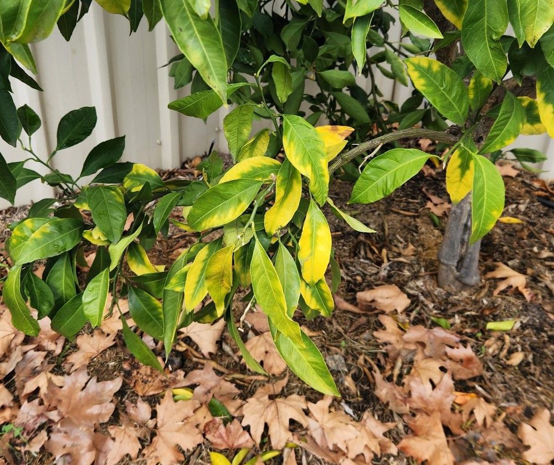 Apple tree leaves turning brown and yell... Bunnings community