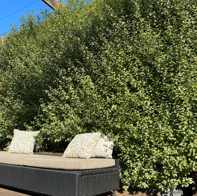 Strategic landscaping.png