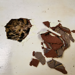 2.2 Outer skin removed.png