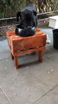 Dog food stand