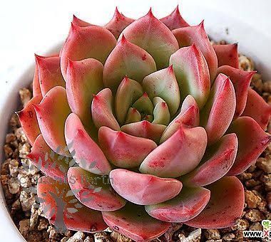 Echeveria Bella Doona.jpeg