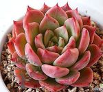 Echeveria Bella Doona.jpeg