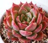 Echeveria Bella Doona.jpeg