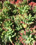Sedum Blue Jelly Beans.jpg