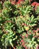 Sedum Blue Jelly Beans.jpg