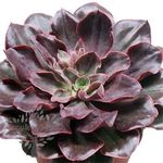 Red Prince small plant.jpeg