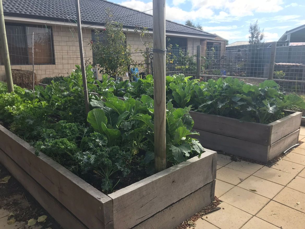 A few weeks into this planting, doing quite well.